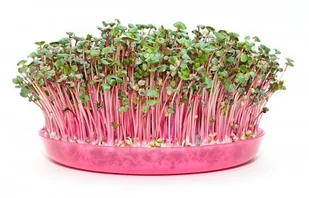 Toraf Rzodkiewka China Rose 100 g Nas000463 - Nasiona na kiełki - miniaturka - grafika 1