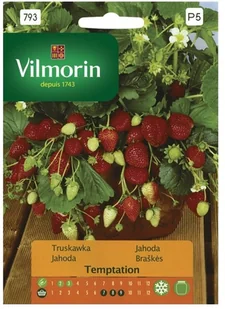 Vilmorin Nasiona truskawka Temptation - Nasiona i cebule - miniaturka - grafika 1
