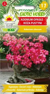 Toraf EXOTIC Adenium Opasłe nasiona 5 szt 03189 - Nasiona i cebule - miniaturka - grafika 1