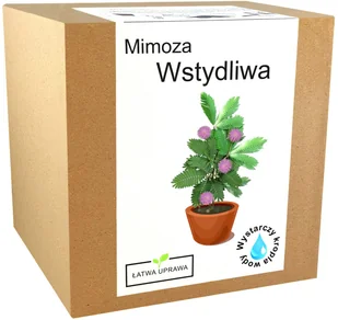 Zestaw do Uprawy Mimoza Wstydliwa Różowa Mimosa - Nasiona i cebule - miniaturka - grafika 1